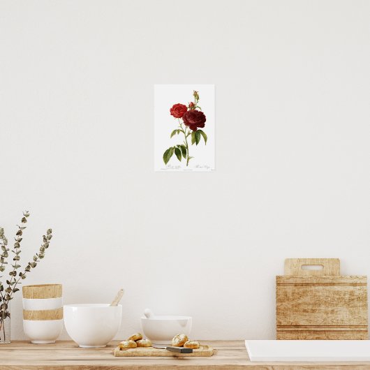 Rosa gallica puro-violacea magna poster (Küche)