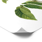 Rosa Gallica Redoute Poster (Ecke)