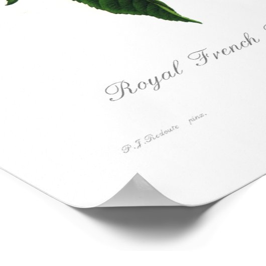 Rosa gallica regalis poster (Ecke)