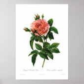 Rosa gallica regalis poster (Vorne)