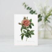 Rosa gallica regalis postkarte (Stehend Vorderseite)