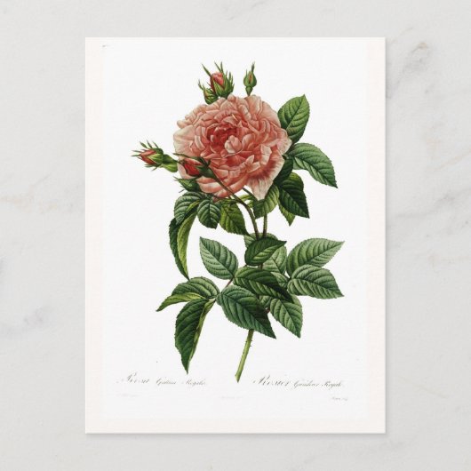 Rosa gallica regalis postkarte (Vorderseite)