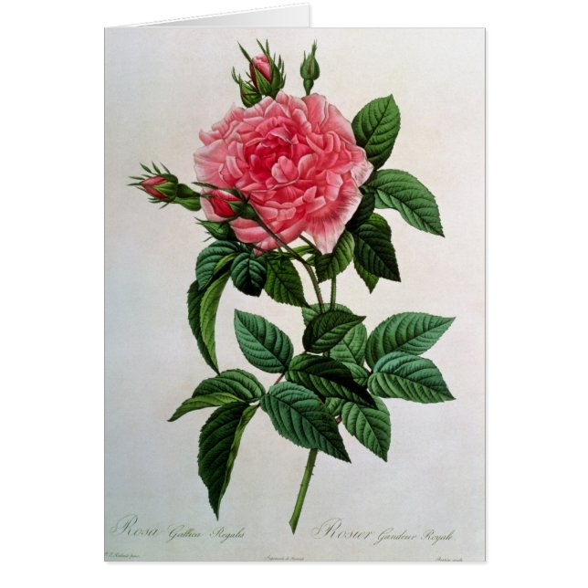 Rosa Gallica Regallis (Vorne)