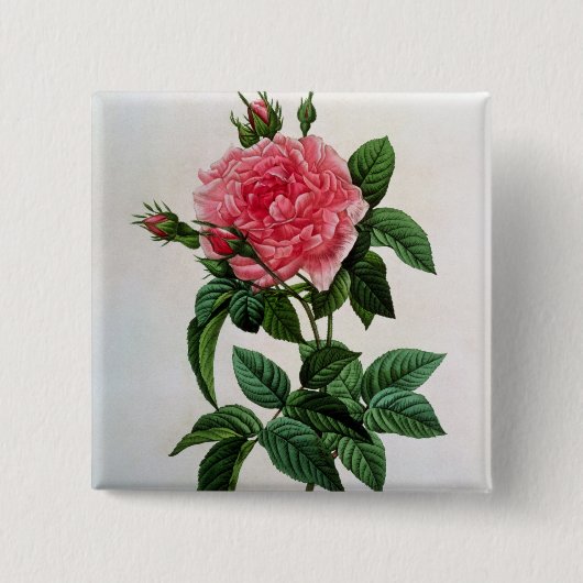 Rosa Gallica Regallis Button (Vorderseite)