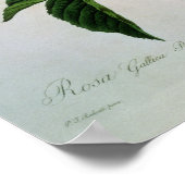 Rosa Gallica Regallis Poster (Ecke)