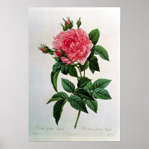 Rosa Gallica Regallis Poster