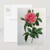Rosa Gallica Regallis Postkarte (Vorne/Hinten)