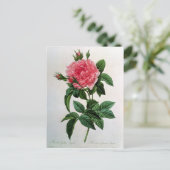 Rosa Gallica Regallis Postkarte (Stehend Vorderseite)
