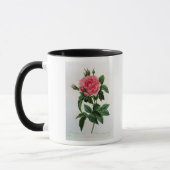 Rosa Gallica Regallis Tasse (Links)