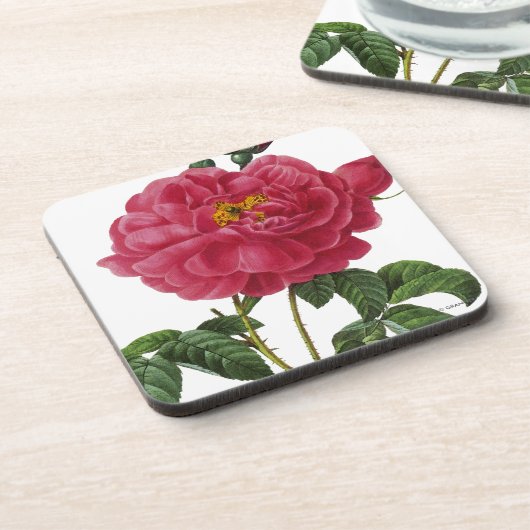 Rosa Gallica Untersetzer (Linke Seite)