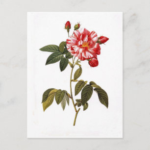 Rosa gallica versicolor postkarte