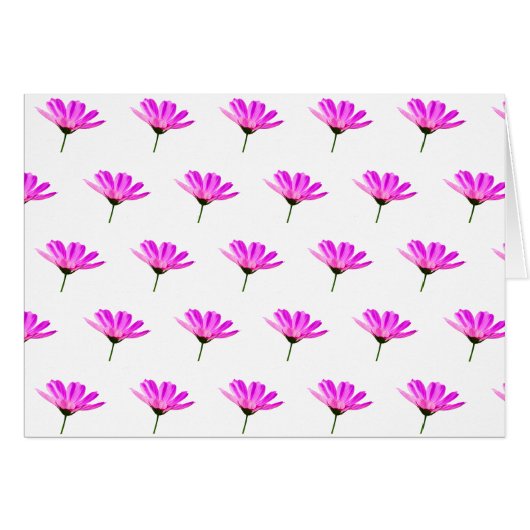 Rosa Gänseblümchen (Vorderseite (Horizontal))