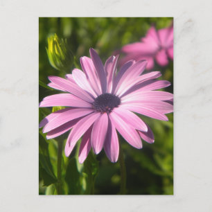 Rosa Gänseblümchen-Blüte Postkarte