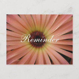 Rosa Gänseblümchen-Erinnerungskarte Postkarte
