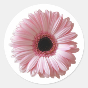 Rosa Gänseblümchen-Gerbera Runder Aufkleber