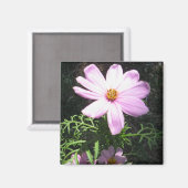 Rosa Gänseblümchen Magnet (Vorderseite/Rückseite)