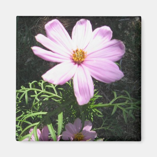 Rosa Gänseblümchen Magnet (Vorne)
