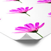 Rosa Gänseblümchen Poster (Ecke)