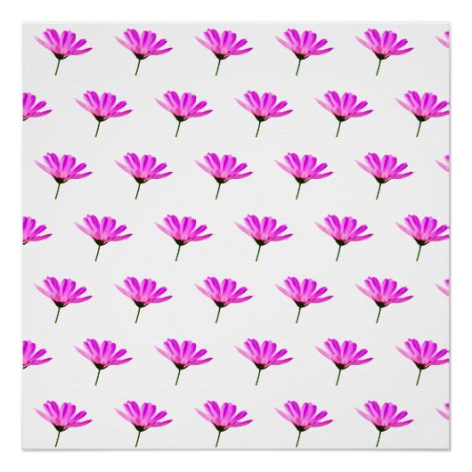 Rosa Gänseblümchen Poster (Vorderseite)