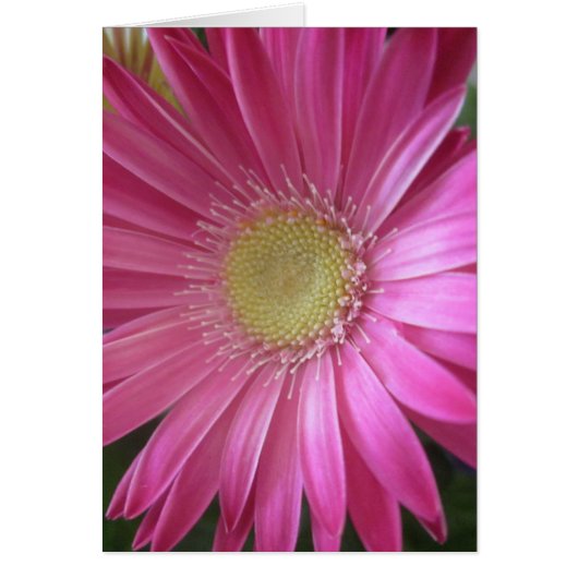Rosa Gänseblümchen-Prinzessin (Vorne)