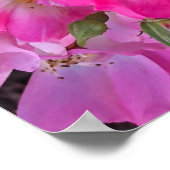Rosa Garden Blume Foto Wohngestaltung Poster (Ecke)