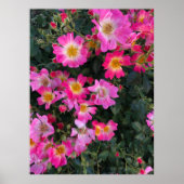 Rosa Garden Blume Foto Wohngestaltung Poster (Vorne)