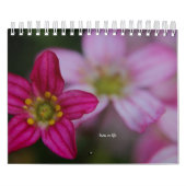 Rosa Garden Blume Kalender (Titelbild)