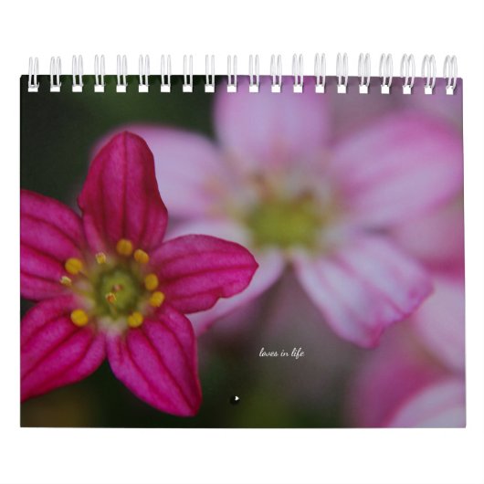 Rosa Garden Blume Kalender (Titelbild)