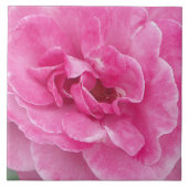 Rosa Garden Rose groß Fliese (Vorderseite)