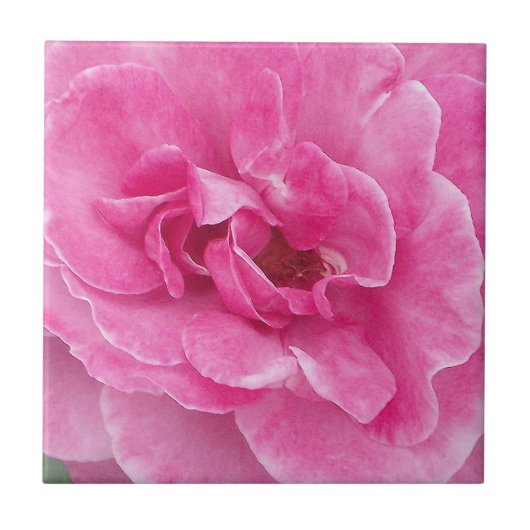 Rosa-Garten-Rose Fliese (Vorderseite)