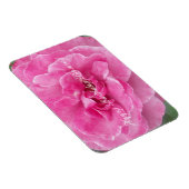 Rosa-Garten-Rose Magnet (Rechte Seite)