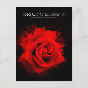 Rosa Gartenzauber '84:Postcard Postkarte
