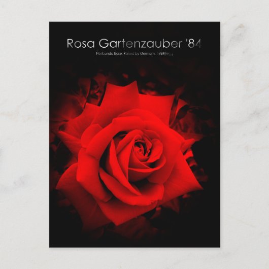Rosa Gartenzauber '84:Postcard Postkarte (Vorderseite)