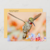 Rosa-gedrossener Hummingvogel, der über Blume flie Postkarte (Vorne/Hinten)
