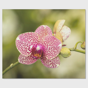 Rosa gefleckte Orchidee Geschenkpapier