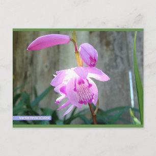 Rosa gegen den Zaun   Blue Beach Song™ Postkarte