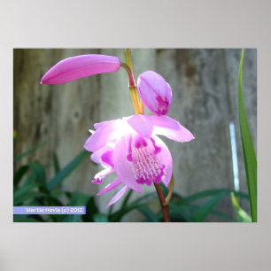 Rosa gegen den Zaun Poster