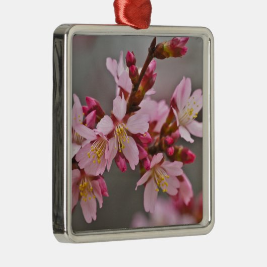 Rosa gegen eine Graue Himmelsblüte Silbernes Ornament (Rechts)