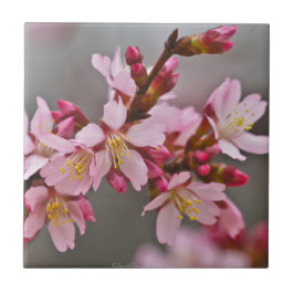 Rosa gegen einen grauen Himmel Japanische Kirschbl Fliese