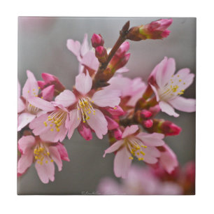 Rosa gegen einen grauen Himmel Japanische Kirschbl Fliese