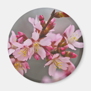 Rosa gegen einen grauen Himmel Japanische Kirschbl Magnet