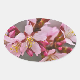 Rosa gegen einen grauen Himmel Japanische Kirschbl Ovaler Aufkleber