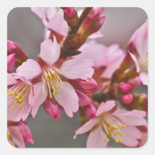 Rosa gegen einen grauen Himmel Japanische Kirschbl Quadratischer Aufkleber