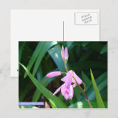 Rosa gegen Grün Postkarte (Vorne/Hinten)