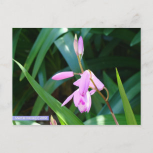 Rosa gegen Grün Postkarte