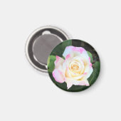 Rosa-Gelb-Rose-Magnet Magnet (Vorderseite/Rückseite)