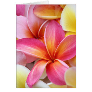 Rosa Gelbe Lila Plumeria Frangipani Blume