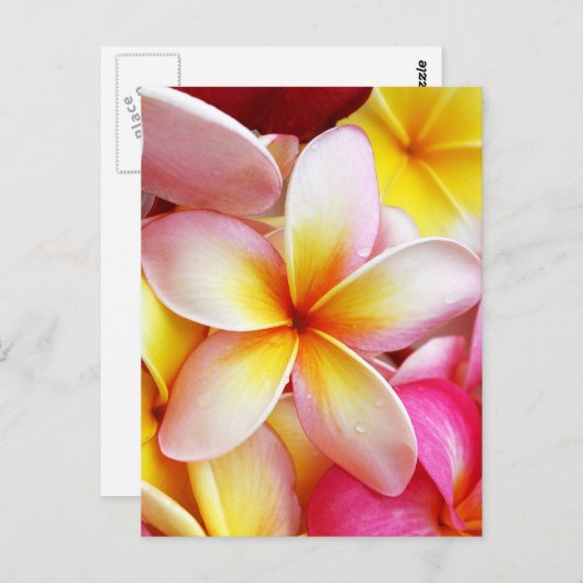 Rosa Gelbe Lila Plumeria Frangipani Blume Postkarte (Vorne/Hinten)