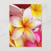 Rosa Gelbe Lila Plumeria Frangipani Blume Postkarte (Vorderseite)