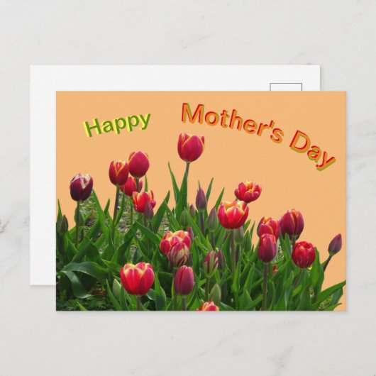 Rosa Gelbe Lila Tulips Muttertag Postkarte (Vorne/Hinten)